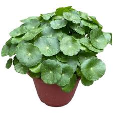 「銅錢草」的圖片搜尋結果