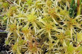 Attēlu rezultāti vaicājumam “Sphagnum flexuosum”