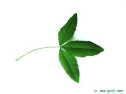 Attēlu rezultāti vaicājumam “Laburnum anagyroides leaf”