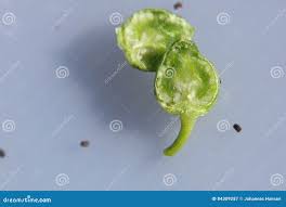 Attēlu rezultāti vaicājumam “Scrophularia nodosa fruit”