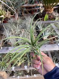 Image result for tillandsia umbellata