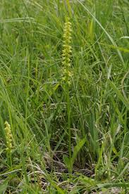 Attēlu rezultāti vaicājumam “Herminium monorchis leaf”