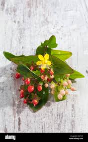 Attēlu rezultāti vaicājumam “Hypericum perforatum fruit”