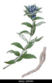 Attēlu rezultāti vaicājumam “Gentiana cruciata bud”