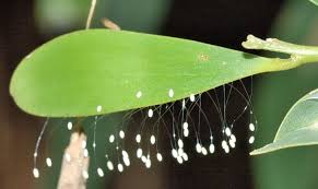 Attēlu rezultāti vaicājumam “Chrysopa eggs”