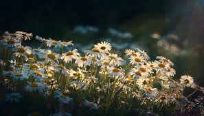 Attēlu rezultāti vaicājumam “Leucanthemum vulgare flower”