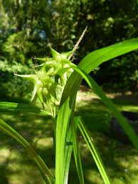 Attēlu rezultāti vaicājumam “Carex globularis flower”