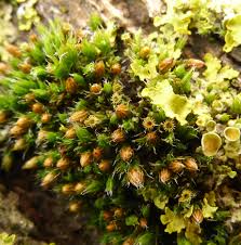 Attēlu rezultāti vaicājumam “Orthotrichum patens”