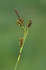 Attēlu rezultāti vaicājumam “Carex hostiana”