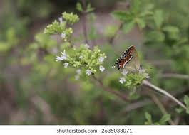 Attēlu rezultāti vaicājumam “Origanum majorana flower”