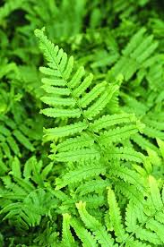 Attēlu rezultāti vaicājumam “Cribraria costata”