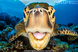 Image result for Chelonia mydas