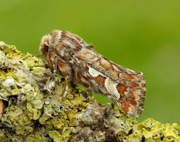 Attēlu rezultāti vaicājumam “Panolis flammea”