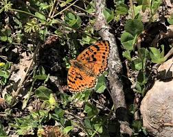 Attēlu rezultāti vaicājumam “Melitaea didyma underside”