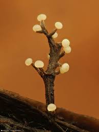 Attēlu rezultāti vaicājumam “Leocarpus sp.”