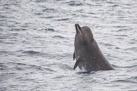 Image result for Hyperoodon ampullatus