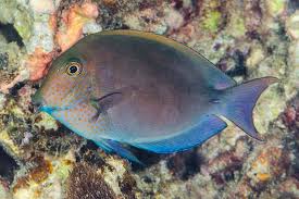 Image result for Acanthurus blochii