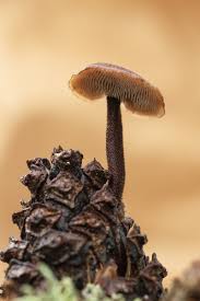 Attēlu rezultāti vaicājumam “Auriscalpium vulgare”