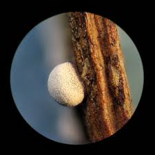 Attēlu rezultāti vaicājumam “Physarum cinereum macro”