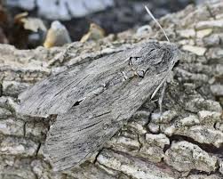 Attēlu rezultāti vaicājumam “Agrius convolvuli”