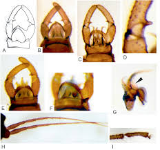 Attēlu rezultāti vaicājumam “Trichocera regelationis”