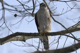 Image result for Goshawks G C
