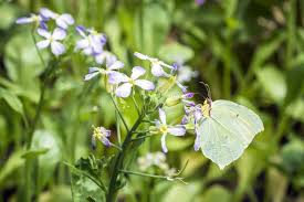 Attēlu rezultāti vaicājumam “Gonepteryx rhamni female”
