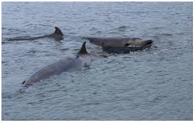 Image result for Mesoplodon bidens