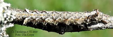 Attēlu rezultāti vaicājumam “Allophyes oxyacanthae”