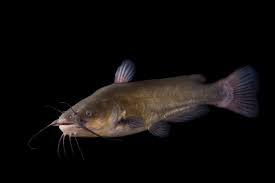 Image result for Ameiurus melas