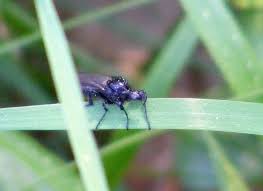 Attēlu rezultāti vaicājumam “Bibionidae female”