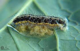 Attēlu rezultāti vaicājumam “Pieris brassicae larva”