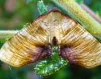 Attēlu rezultāti vaicājumam “Plagodis dolabraria”