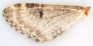 Attēlu rezultāti vaicājumam “Eupithecia centaureata”