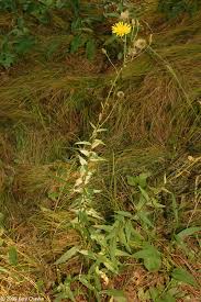 Attēlu rezultāti vaicājumam “Hieracium umbellatum bud”