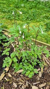 Attēlu rezultāti vaicājumam “Anemone sylvestris bud”