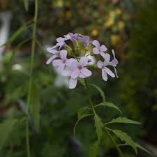 Attēlu rezultāti vaicājumam “Cardamine bulbifera”
