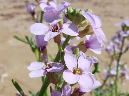 Attēlu rezultāti vaicājumam “Cakile maritima subsp. baltica flower”
