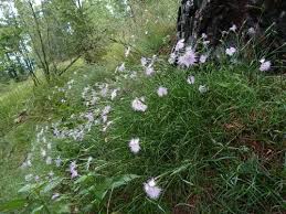 Image result for Dianthus superbus