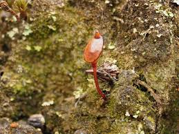 Attēlu rezultāti vaicājumam “Buxbaumia aphylla”