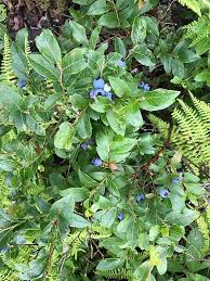 Attēlu rezultāti vaicājumam “Vaccinium angustifolium”