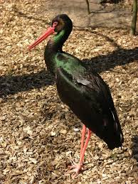 Attēlu rezultāti vaicājumam “Ciconia nigra”