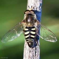 Attēlu rezultāti vaicājumam “Eupeodes nielseni”