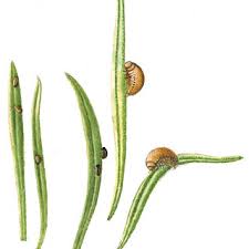 Attēlu rezultāti vaicājumam “Chrysolina sanguinolenta”