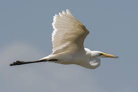 Attēlu rezultāti vaicājumam “Egretta alba”