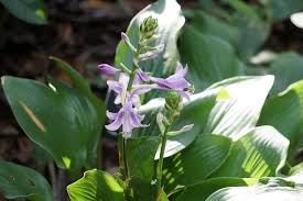 Attēlu rezultāti vaicājumam “Hosta sp.”