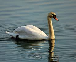 Attēlu rezultāti vaicājumam “Cygnus olor juvenile”