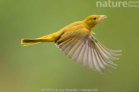 Image result for Piranga rubra