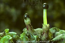 Attēlu rezultāti vaicājumam “Pellia epiphylla sporophyte”