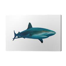 Image result for Carcharhinus perezii